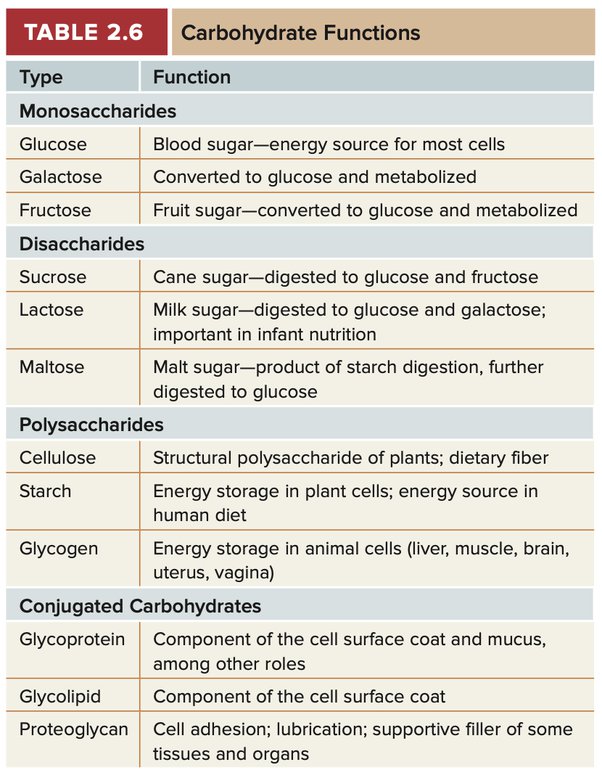 what-is-the-importance-of-carbohydrate-for-a-living-organism-echemi