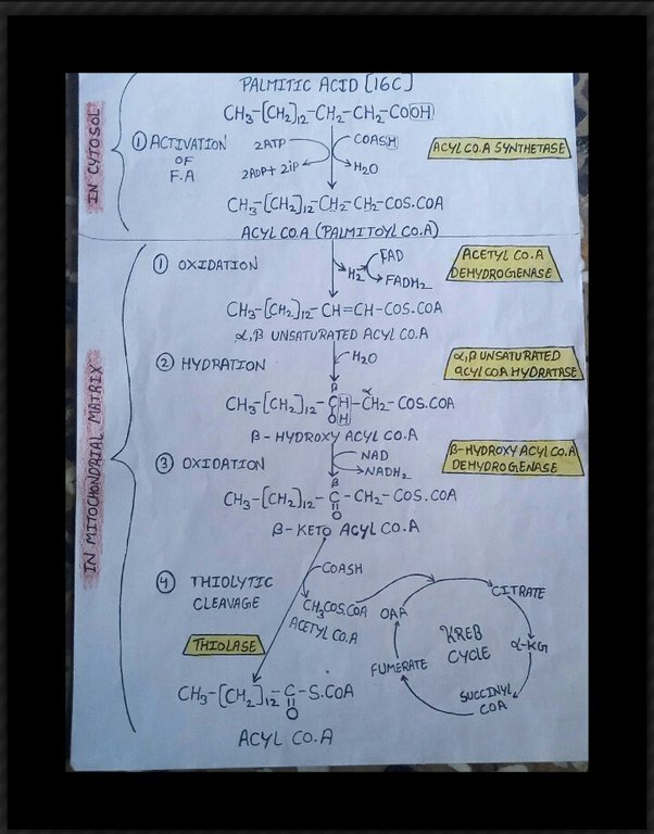 What is the alpha oxidation of fatty acids ECHEMI