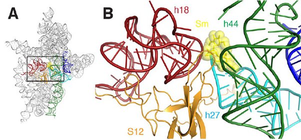 how-does-streptomycin-kill-bacterial-cells-echemi