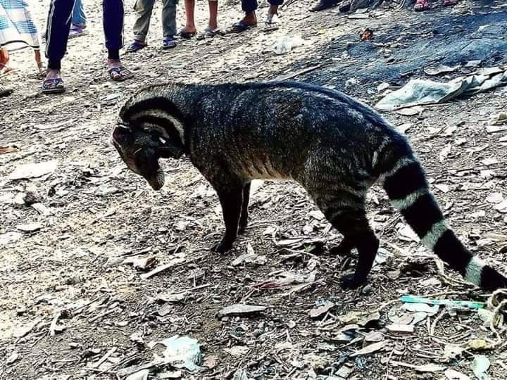 Large Indian civet - Wikipedia