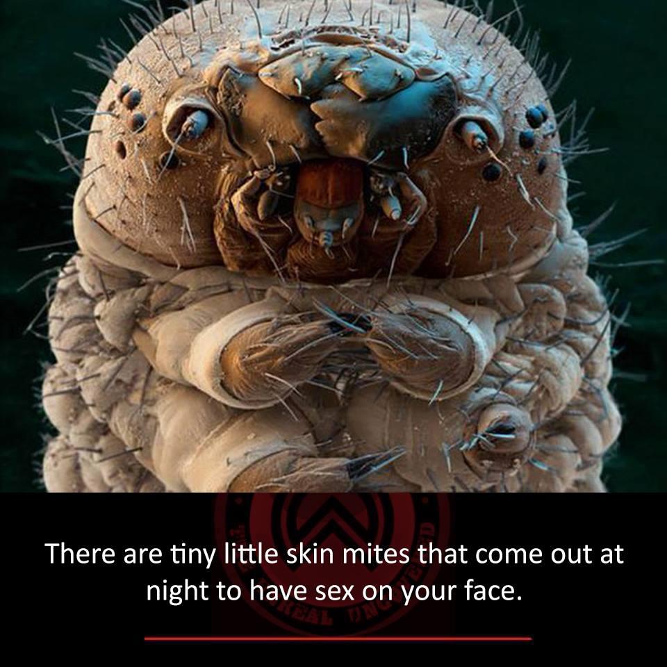 Do skin mites reproduce on human face during night? - ECHEMI