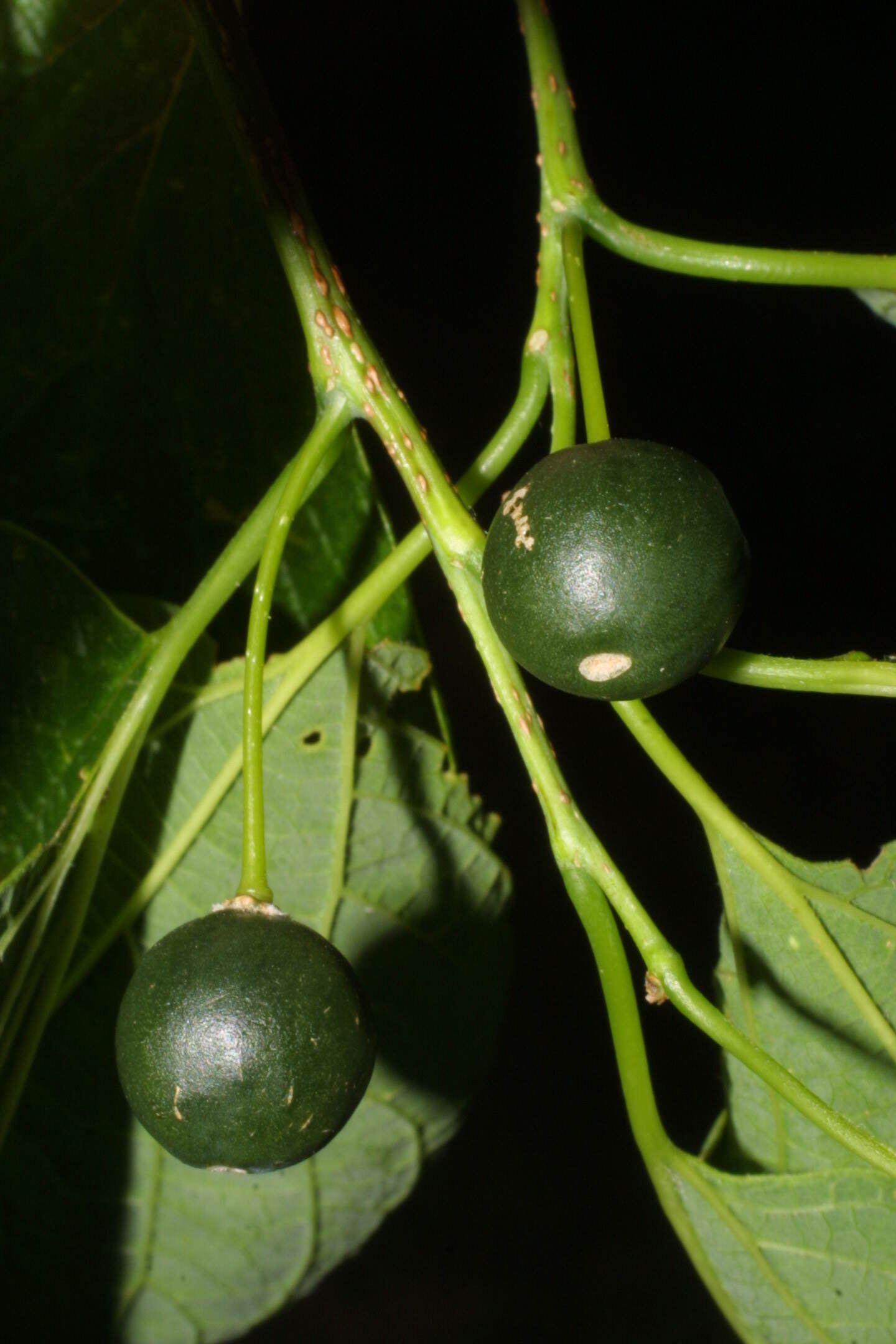 What is this (seed/berry)like object and where is it coming from? ECHEMI