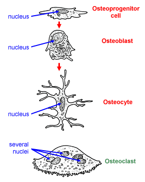 Osteoclasts The Cells That Shape Your Skeleton And How - aa6l4cd