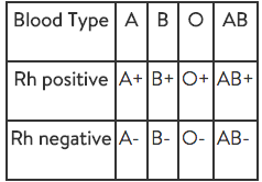 What is my blood type if both parents are O positive?