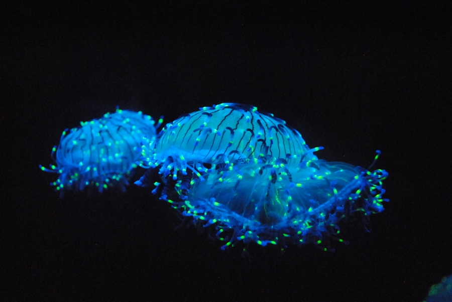 Bluebottle Jellyfish • LITFL • Toxinology Library