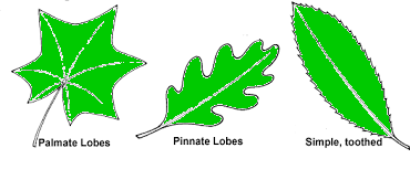 How to correctly and accurately identify a few species of trees from ...