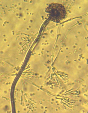 aspergillus penicillium