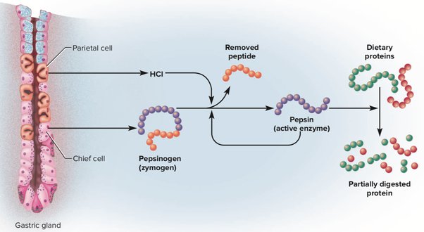 Why is it that pepsin and trypsin are produced in inactive form as ...