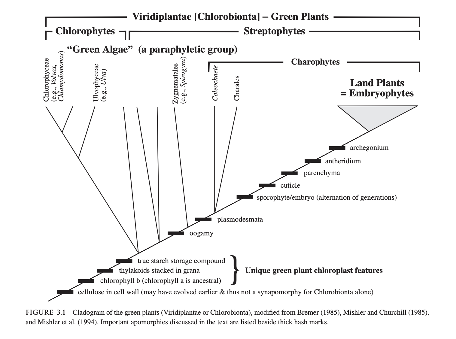 What are the apomorphies of Streptophyta that delineate them from ...