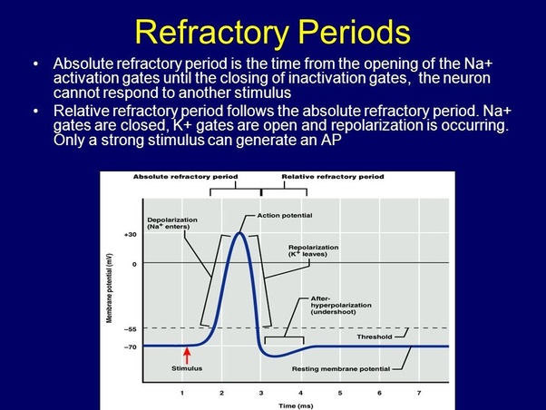 Refractory Period Psychology Definition Example