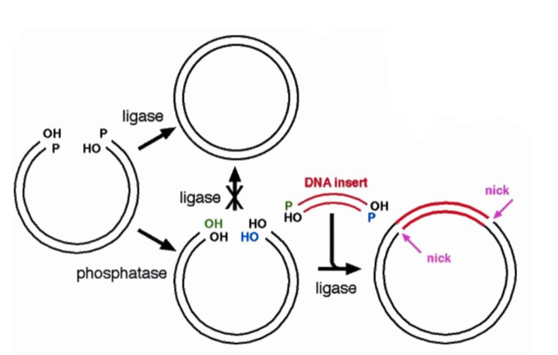 Alkaline Phosphatase and Ligase Protocol for Cloning ECHEMI