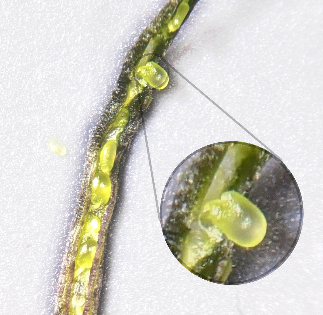 Dissection techniques for fruits and seeds ECHEMI