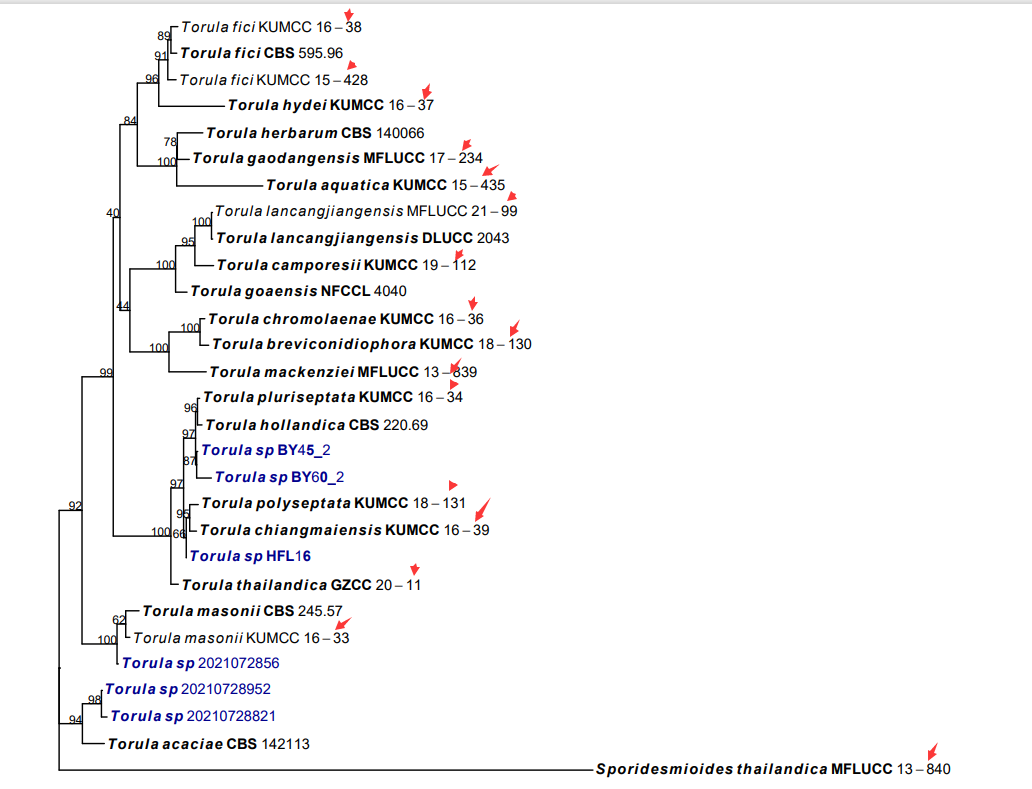 ggtree-how-to-keep-leading-zero-0-in-the-tiplabel-echemi