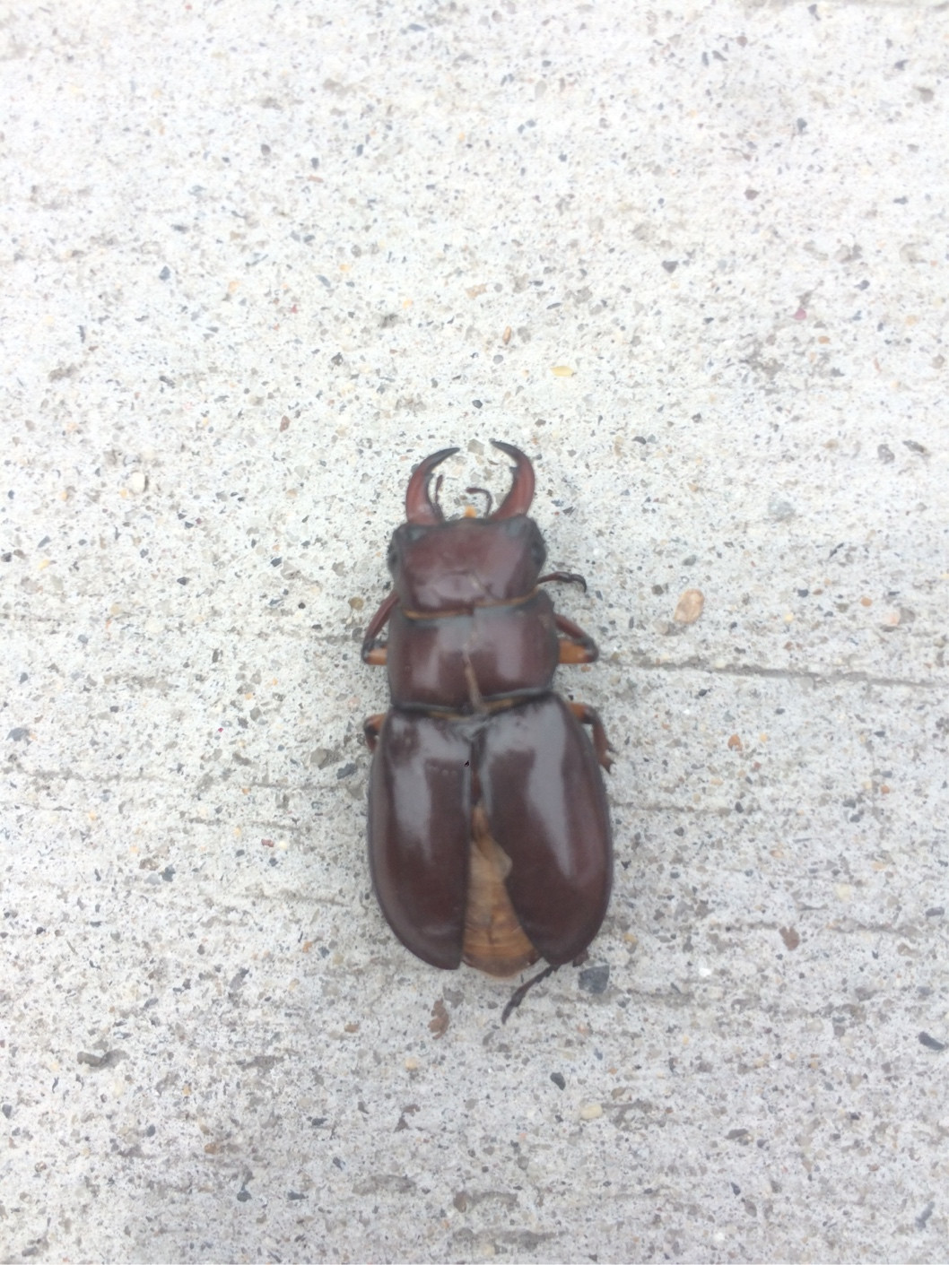 What Is This Large Brown Bug With Pincers Echemi 3448