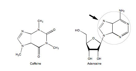 Mechanism of action (MOA) of Caffeine - ECHEMI