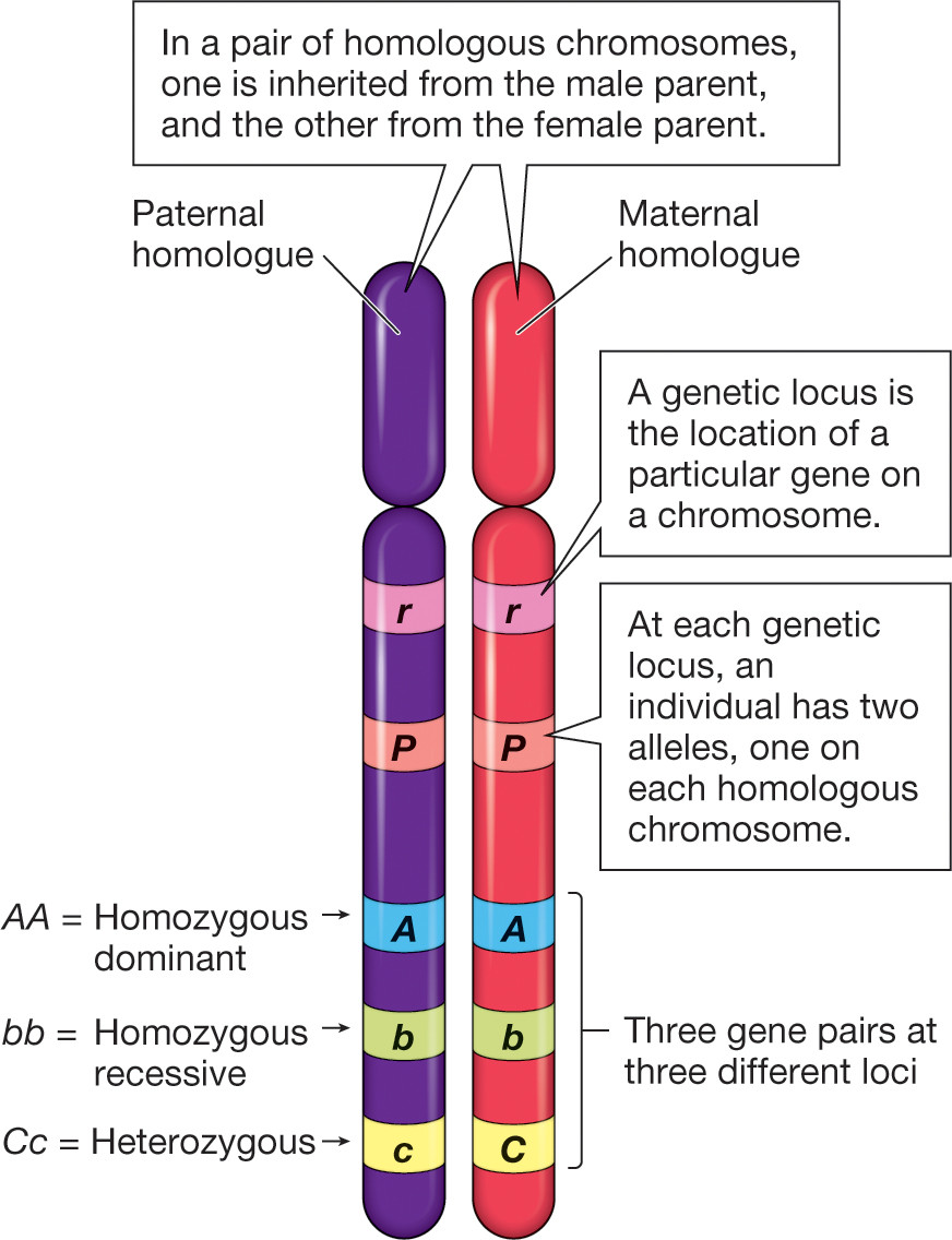 what-are-homologous-chromosomes-echemi