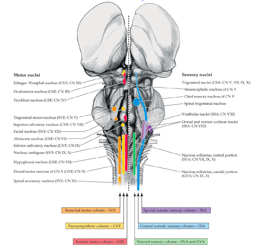 Brainstem Nuclei Anatomy