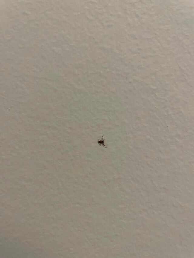 What is this bug in my bedroom? ECHEMI