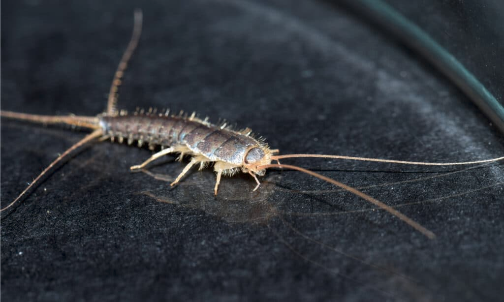 What do Wild Silverfish Eat? ECHEMI