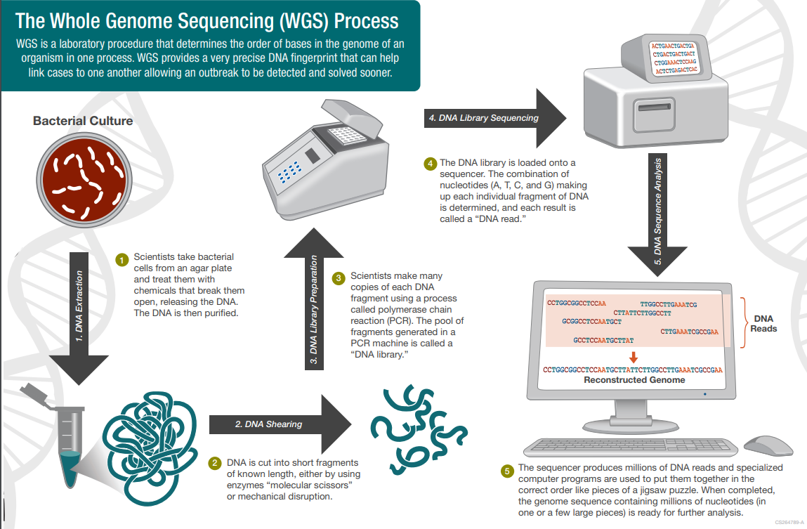 What is the function of PCR in the whole genome sequencing? ECHEMI