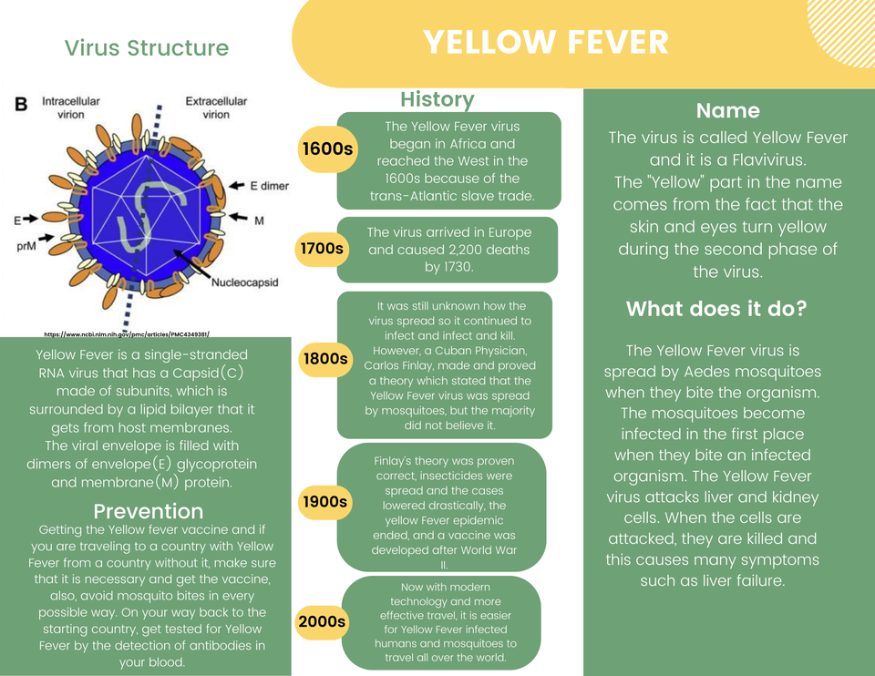 Follow up on Structure of Bubonic Plague ECHEMI
