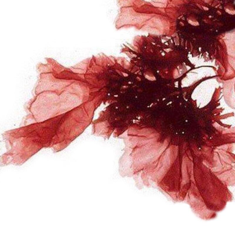 Buy Red Algae Extract Astaxanthin Natural Astaxanthin Astaxanthin