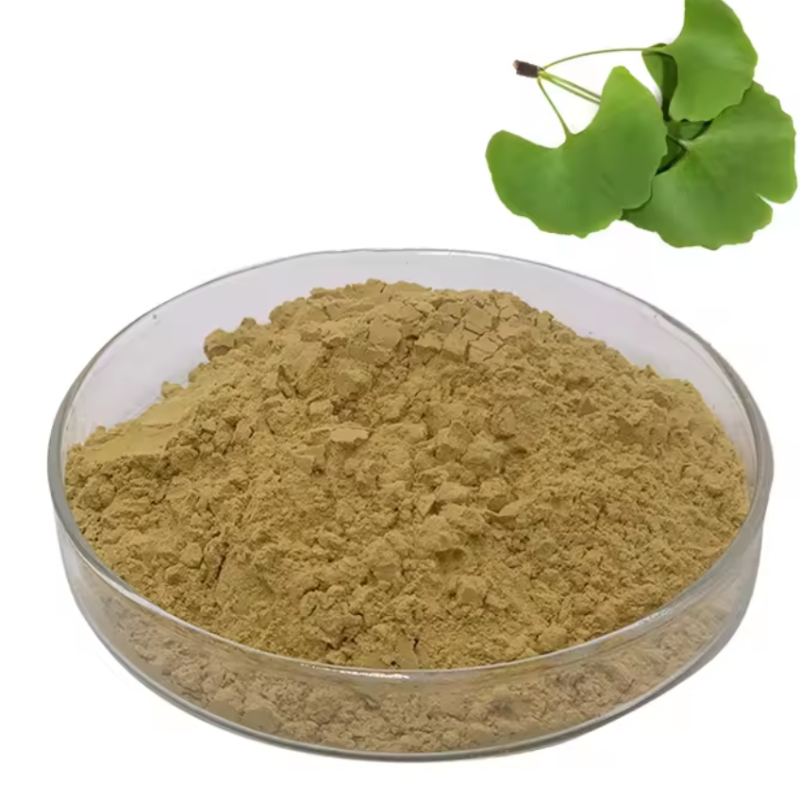 Semen Ginkgo Seed Ginkgo Biloba Extract Powder Ginkgo Biloba Leaf Extract