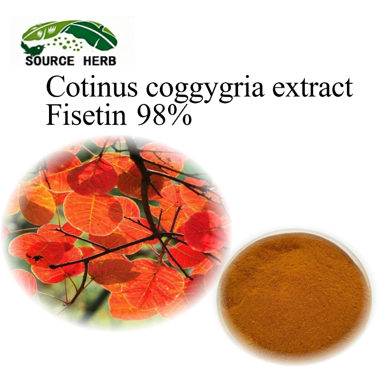 wholesale Factory Supply High Quality Natural Cotinus Coggygria Extract