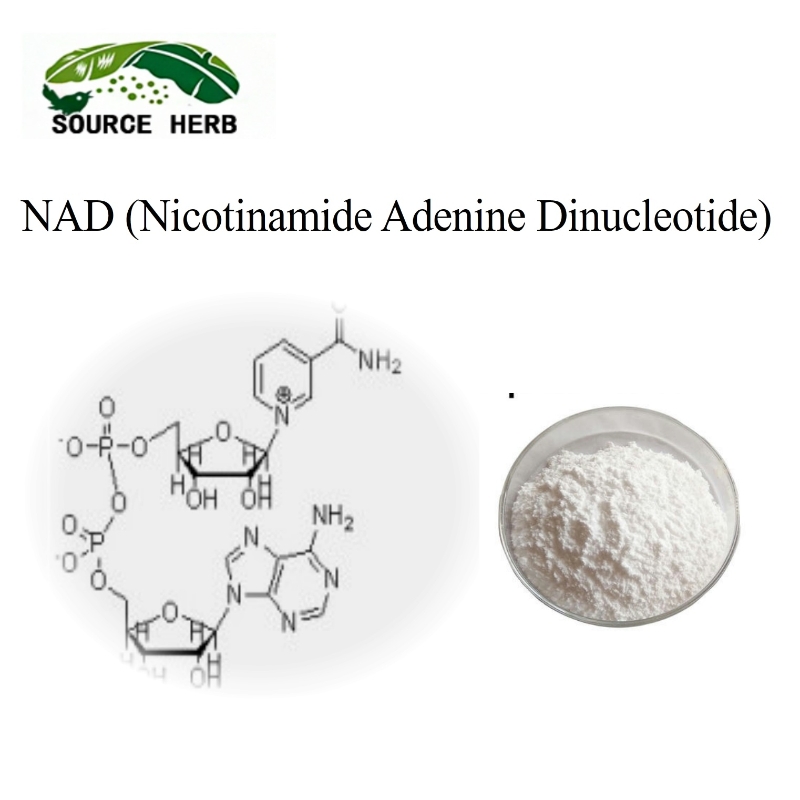 Factory Supply High Quality Pure NAD+ Powder Best Price