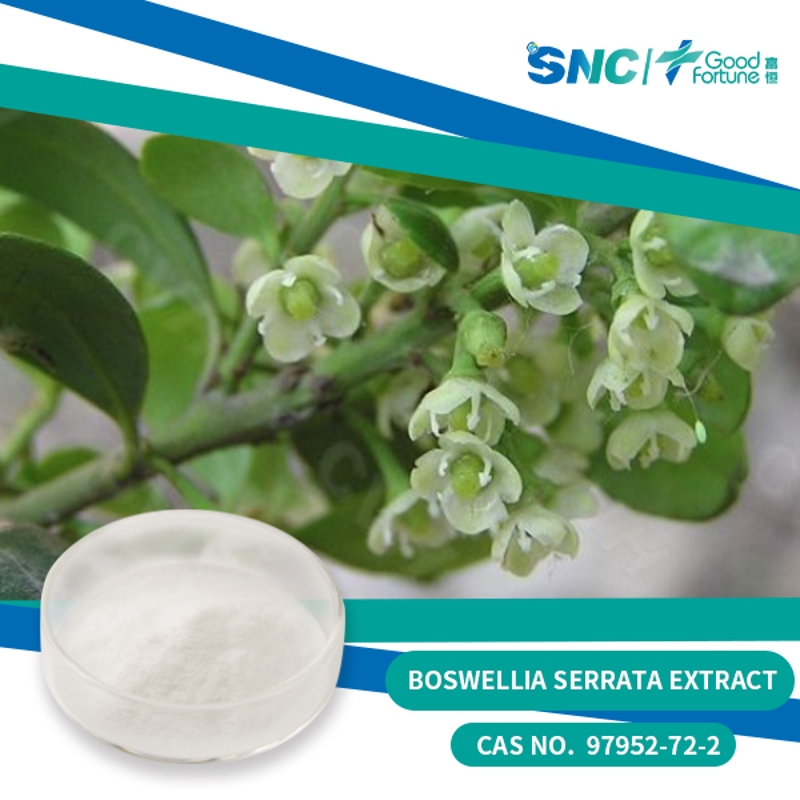 Boswellia Serrata Extract pharmaceutical grade 95% white powder  SNC | Good Fortune