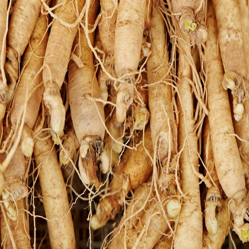 Premium ingredient Panax Ginseng Extract 80%