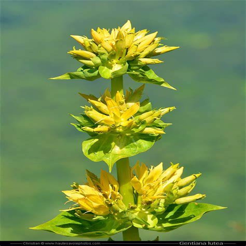 Gentiana Lutea Root Extract SNC | Good Fortune