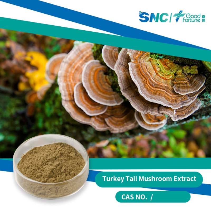 Turkey Tail Mushroom Extract