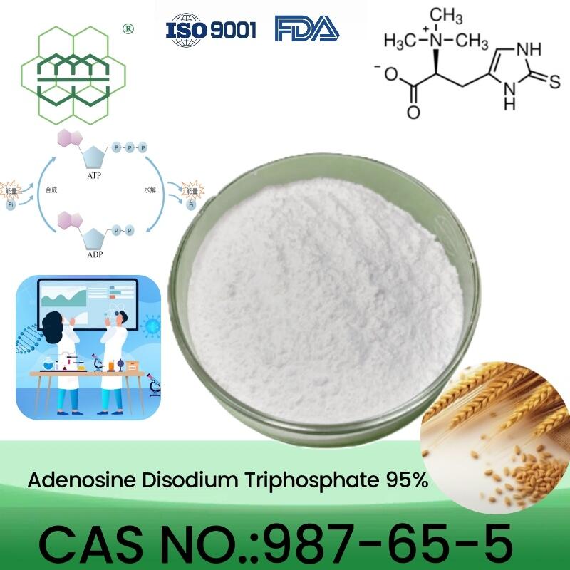 wholesale Adenosine 5'-triphosphate Disodium Salt CAS No.:987-65-5 95% purity min. Regulation of Energy Metabolism